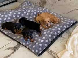 Dachshund puppies hot sale east midlands