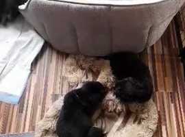 Rottweiler puppies for store sale north west