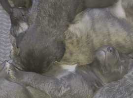 are otterhound puppies lazy