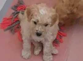 Puppies for sale sales near me