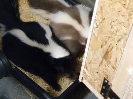 ferrets for sale north east