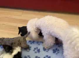 Poodle Dogs And Puppies In Glasgow Find Puppies And Dogs At Freeads In Glasgow S 1 Classified Ads