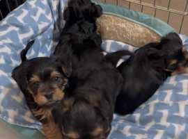 Terrier mix puppies near 2024 me