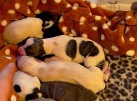 Available puppies hot sale near me