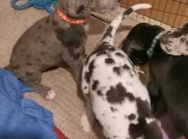 Chatham sales great danes