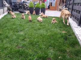 Golden Retriever Dogs And Puppies In Middlesbrough Find Puppies And Dogs At Freeads In Middlesbrough S 1 Classified Ads