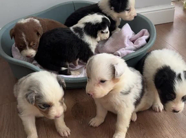 Australian Sheagle Australian Shepherd Beagle Mix Puppies Sale