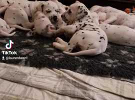 Lemon dalmatian puppies sales for sale