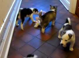 Siberian Husky Dogs And Puppies In Exeter Find Puppies And Dogs At Freeads In Exeter S 1 Classified Ads