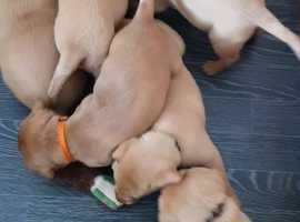 Fox Red Labrador In Devon Puppies And Dogs Freeads