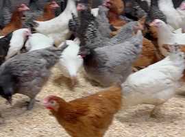 Meet the Isabella Partridge Brahmas  Rooster breeds, Brahma chicken,  Chicken breeds