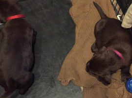 chocolate labrador rescue yorkshire