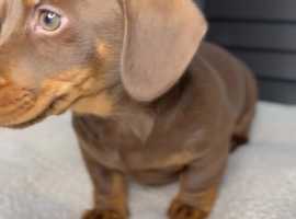 Miniature dachshund puppies for best sale sale near me craigslist