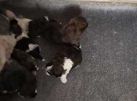 Shih tzu puppies for sale hot sale east midlands