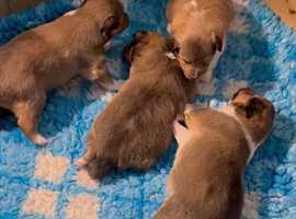 Northumberland shelties hot sale