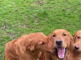 Golden retriever irish setter mix best sale for adoption