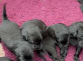 Flat coated on sale retriever dogs 101