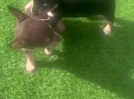 Chocolate chihuahua for sale best sale near me