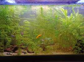 Tropical Fish in Great Yarmouth  Find Fish at Freeads in Great Yarmouth's  #1 Classified Ads