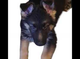 Pedigree german shepherd puppies for outlet sale