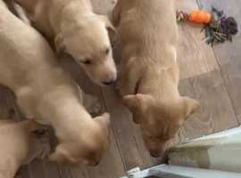 Fox Red Labrador In Devon Puppies And Dogs Freeads