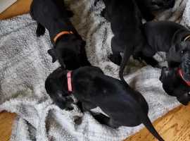 Weiler best sale dane puppies