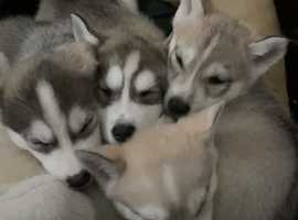 Free huskies near sales me