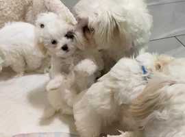 Maltese adoption sale near me