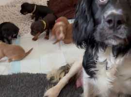 Sprocker puppy hot sale for sale