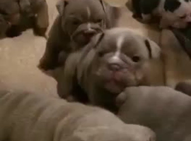 English Bulldogs And Puppies In Huddersfield Find Puppies And Dogs At Freeads In Huddersfield S 1 Classified Ads