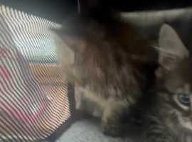 Free best sale kittens redbridge