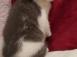 kittens for sale in small heath