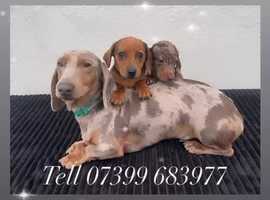 Dachshund puppies 2024 for adoption