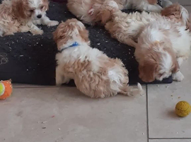 king charles cross bichon frise for sale