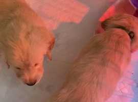 Golden Retriever Dogs And Puppies In Warwickshire Find Puppies And Dogs At Freeads In Warwickshire S 1 Classified Ads