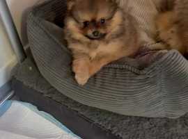 Mini pomeranian best sale dog price