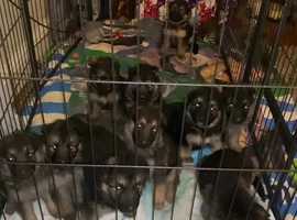 German Shepherd Dogs And Puppies For Sale Freeads In Gateshead