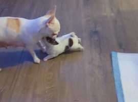 Pedigree KC Registered Long Coat Chihuahua Puppies in Grimsby, Lincolnshire  born 27/02/22