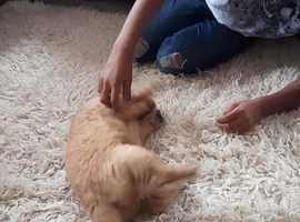 Golden Retriever Dogs And Puppies In Chelmsford Find Puppies And Dogs At Freeads In Chelmsford S 1 Classified Ads