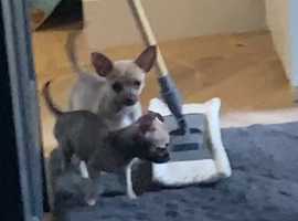 Pedigree KC Registered Long Coat Chihuahua Puppies in Grimsby, Lincolnshire  born 27/02/22