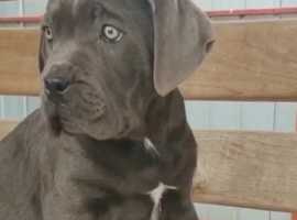 Cane Corso Dogs And Puppies In Norwich Find Puppies And Dogs At Freeads In Norwich S 1 Classified Ads