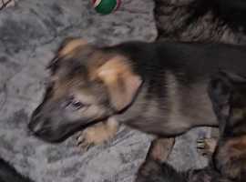 Great shepherd best sale puppies for sale