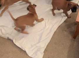 Stunning bobtail hot sale boxer puppies