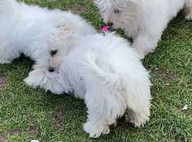 Bichon Frise Dogs And Puppies For Sale Freeads In France Lynch