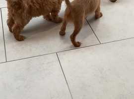 Cavapoo for deals sale yorkshire