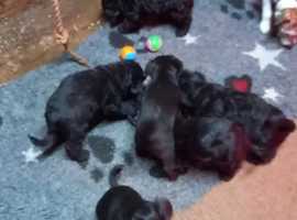 Baby dogs for sales sale