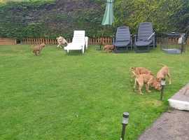 Labradoodle and Puppies in Cardiff | Find and Dogs at Freeads Cardiff's #1 Classified Ads