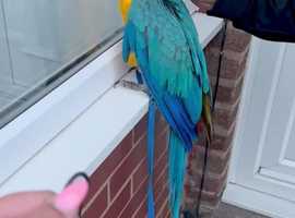 Pet birds for sale best sale near me