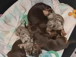 Sausage dogs best sale for sale yorkshire