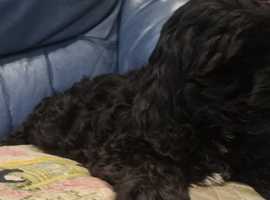 Cockapoo kennels 2024 near me